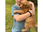 Golden Retriever Puppy for sale in Wray, GA, USA