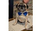 Adopt Dino a Pug