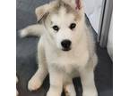 Siberian Husky Puppy for sale in Plainfield, NJ, USA
