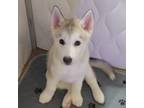 Siberian Husky Puppy for sale in Plainfield, NJ, USA