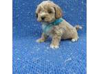 Shih-Poo Puppy for sale in Whittier, CA, USA