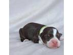 Border Collie Puppy for sale in Okeechobee, FL, USA