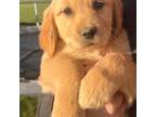 Golden Retriever Puppy for sale in Rigby, ID, USA