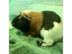 Adopt Ray a Guinea Pig