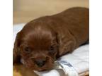 Cavapoo Puppy for sale in Lindale, TX, USA