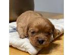 Cavapoo Puppy for sale in Lindale, TX, USA