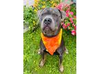 Adopt Stud Muffin a Mixed Breed