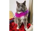 Adopt Dermot a Domestic Medium Hair, Domestic Short Hair