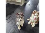 Siberian Husky Puppy for sale in Rockford, IL, USA