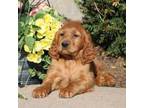 Golden Irish Puppy for sale in Stanley, WI, USA