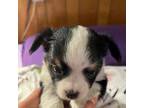 Chorkie Puppy for sale in Greer, SC, USA