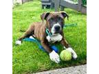 Adopt Albany a Pit Bull Terrier