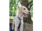 Adopt Sir Ketchup a Standard Poodle, Labrador Retriever