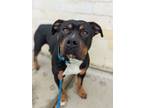 Adopt Adams a Rottweiler, Pit Bull Terrier