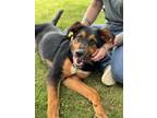 Adopt Fergus a German Shepherd Dog, Bernese Mountain Dog