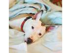 Adopt Dr. John a Pit Bull Terrier, Bull Terrier