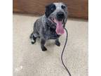 Adopt lane a Australian Cattle Dog / Blue Heeler