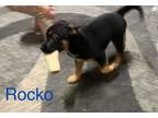 Adopt Rocko a German Shepherd Dog, Mixed Breed