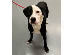 Adopt ELI a Pit Bull Terrier, Mixed Breed