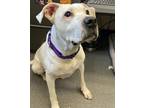 Adopt DEAN a Staffordshire Bull Terrier