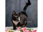 Adopt Bolt a Domestic Short Hair