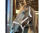 Adopt Chili Pepper a Quarterhorse