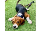 Adopt Clover a Beagle