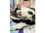 Adopt Wicket (24-294) a Domestic Short Hair