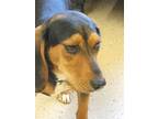 Adopt Jethro a Beagle