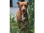 Adopt Squirrel (HW+) (@ Bruster`s Real Ice Cream) a Feist, Mountain Cur