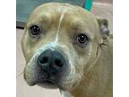 Adopt ABE a Pit Bull Terrier, Mixed Breed