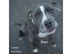 Adopt Rosco a Pit Bull Terrier