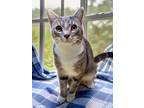 Adopt Alistair a Domestic Short Hair