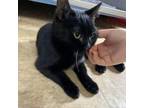 Adopt Soot a Domestic Short Hair