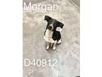 Adopt Morgan a Terrier, Jack Russell Terrier