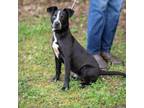 Adopt OREO-28734 a Pit Bull Terrier