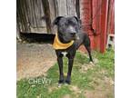 Adopt Chewy a Mixed Breed