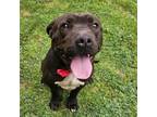 Adopt Kentucky a Pit Bull Terrier, Mixed Breed