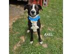 Adopt Axel a Mixed Breed, Smooth Collie