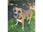 Adopt Mickleson a Boxer, Hound