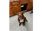 Adopt Chanax a Pit Bull Terrier, Mixed Breed