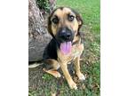 Adopt Wiley a Hound, Mixed Breed