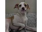 Adopt Jhonny a Mixed Breed