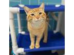 Adopt Luis Miguel a Domestic Short Hair