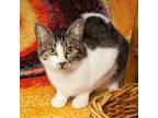 Adopt Tommy Boy a Domestic Short Hair