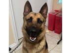 Adopt Drago/ITF a German Shepherd Dog