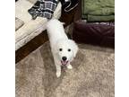 Adopt Keough SAT a Great Pyrenees