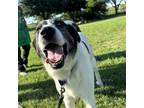 Adopt Russo a Anatolian Shepherd, Mixed Breed