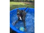 Adopt TATUM a Pit Bull Terrier, Mixed Breed