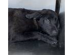 Adopt Huey a Labrador Retriever, Mixed Breed